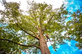 Best Lawn Dethatching Services  in West Sacramento, CA