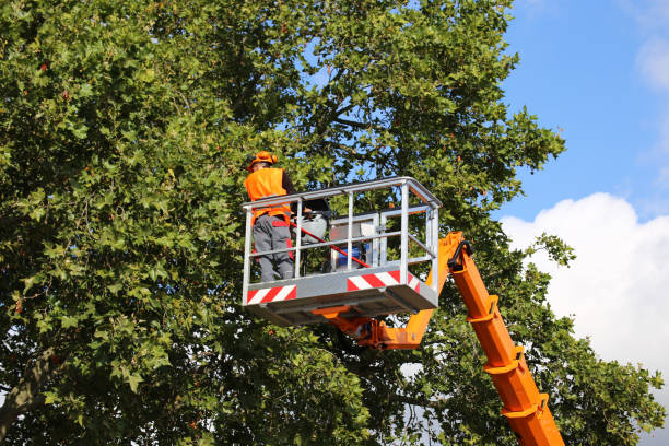 Best Tree Fertilization Services  in West Sacramento, CA