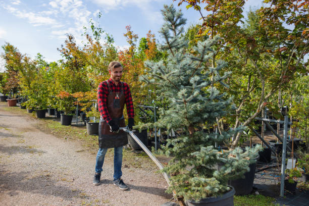 Best Commercial Tree Services  in West Sacramento, CA