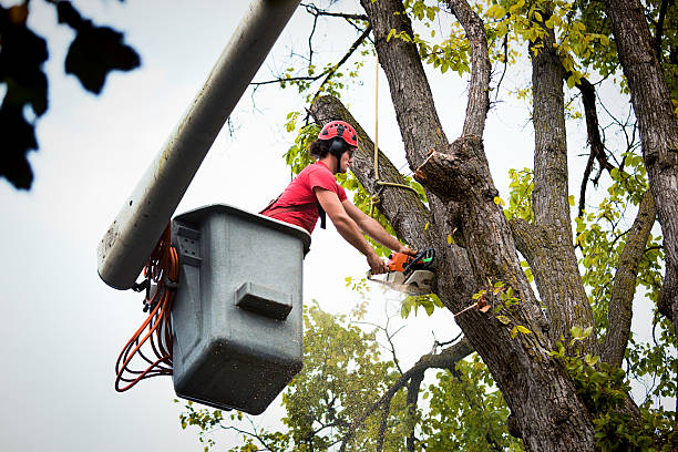 Best Tree Health Inspection  in West Sacramento, CA